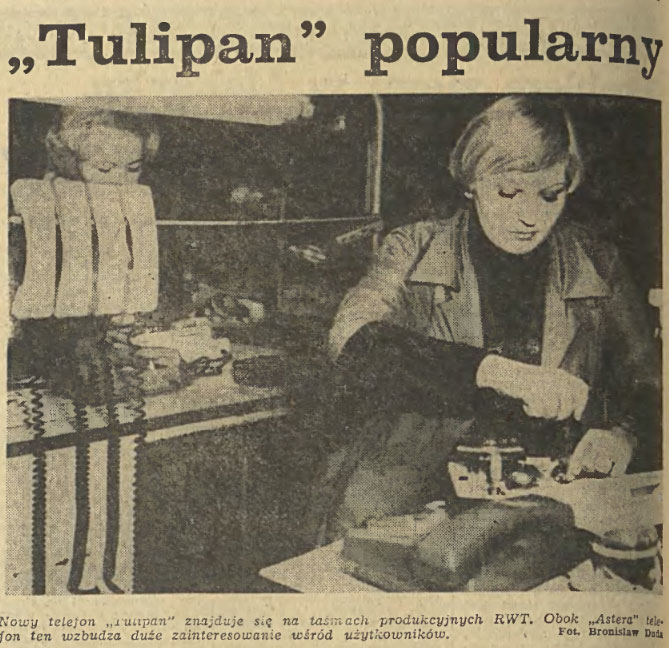 Tulipan popularny