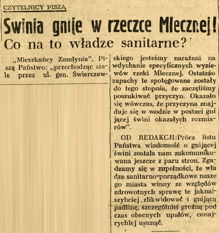 Świnia gnije w rzeczce Mlecznej!